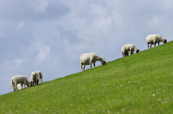 Schafe Auf Dem Deich — Stockfoto