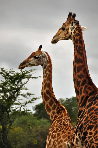 Саванна Жираф Високі Жирафи — стокове фото