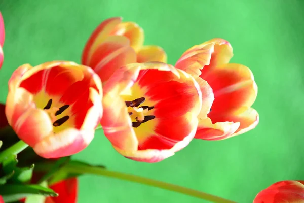Vue Belles Fleurs Printanières — Photo
