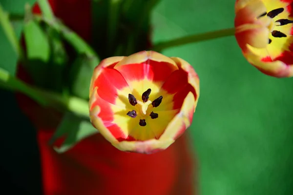 Vue Belles Fleurs Printanières — Photo