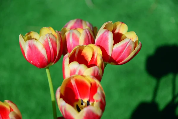 美しい春の花の眺め — ストック写真