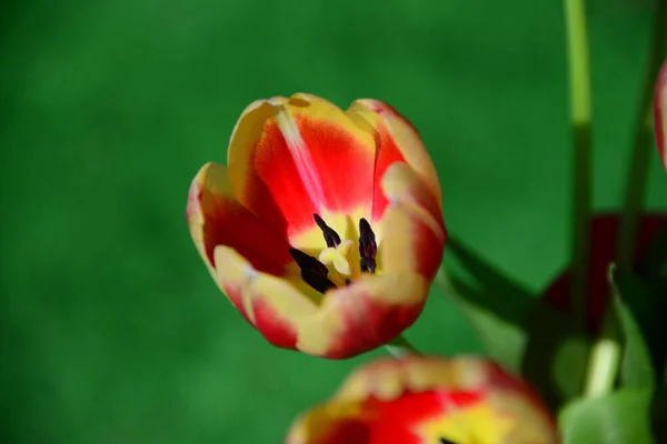 View Beautiful Spring Flowers — Stock Photo, Image