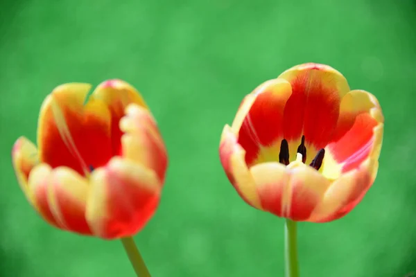 View Beautiful Spring Flowers — Stock Photo, Image