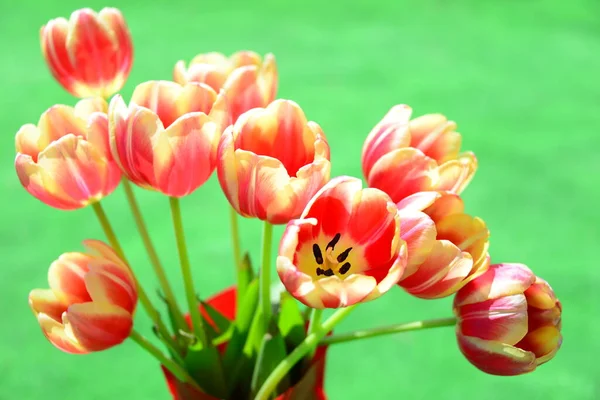 Вид Красивые Весенние Цветы — стоковое фото