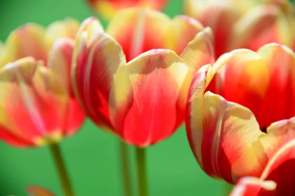 Vue Belles Fleurs Printanières — Photo