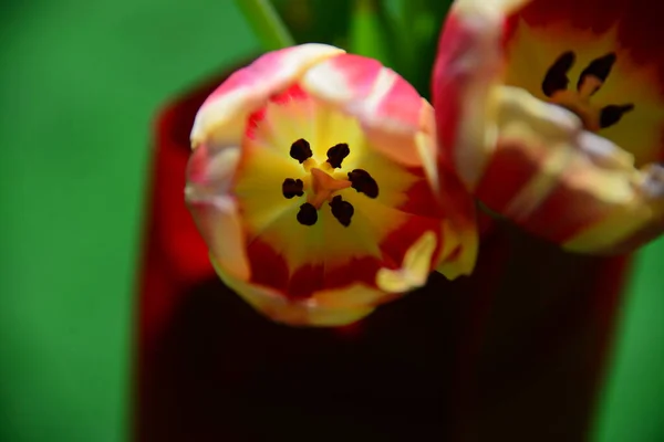 Fleurs Printemps Pétales Tulipes Flore — Photo