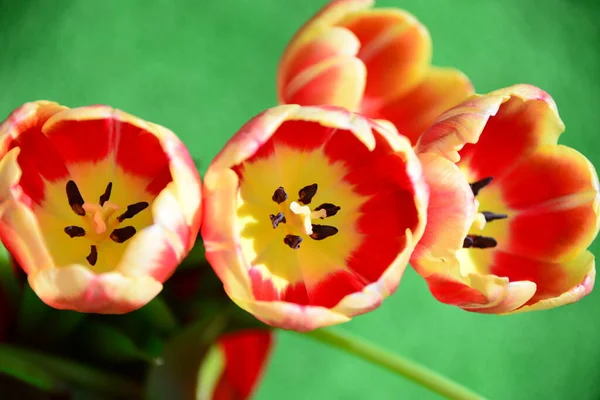 Vue Belles Fleurs Printanières — Photo