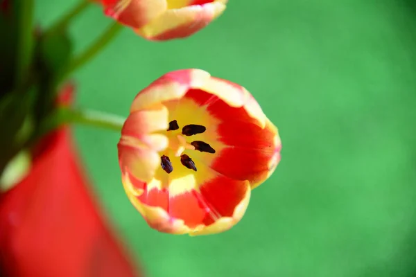 Vue Belles Fleurs Printanières — Photo