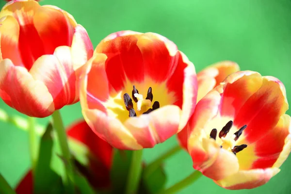 Vue Belles Fleurs Printanières — Photo