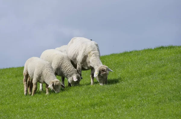 Πρόβατα Στο Ανάχωμα — Φωτογραφία Αρχείου
