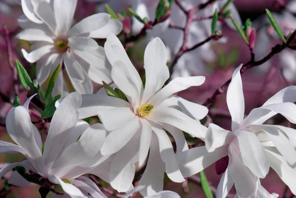 Kwiaty Magnolii Kwitną Wiosną — Zdjęcie stockowe