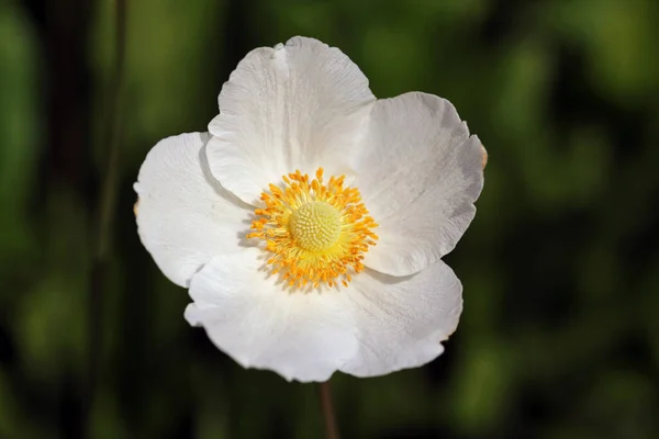 Anemone Sylvestris Anemone Sylvestris — Fotografia de Stock