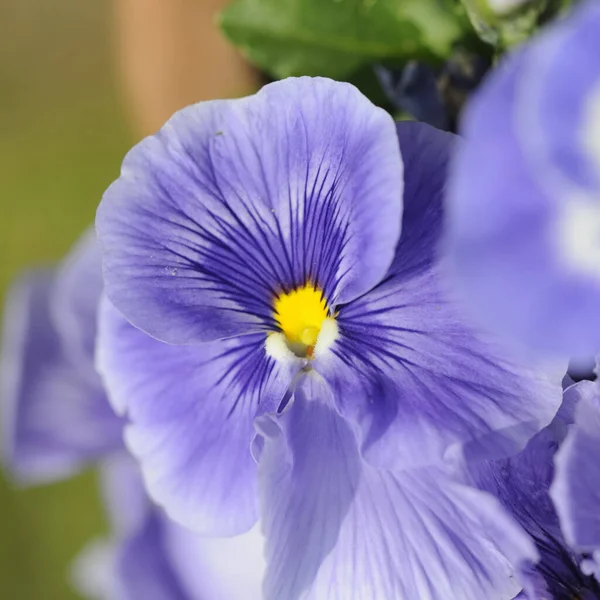 Bela Pansy Flores Jardim Flora Flores — Fotografia de Stock