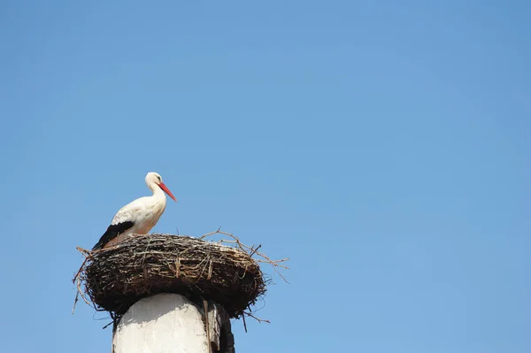 Storch Sitzt Nest — Stockfoto