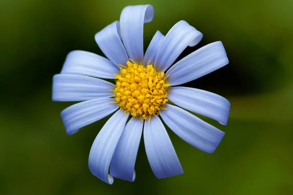 Tusensköna Blommor Bild — Stockfoto