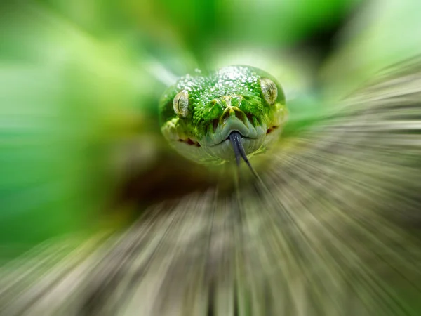 Cabeza Árbol Verde Python Movimiento Fondo Borroso — Foto de Stock