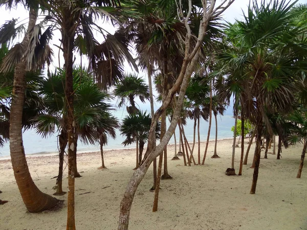 Meksika Daki Soliman Körfezinde Bir Sürü Palmiye Ağacı Olan Sahil — Stok fotoğraf