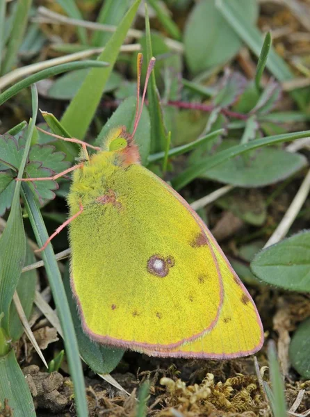 Primo Piano Bug Natura Selvaggia — Foto Stock