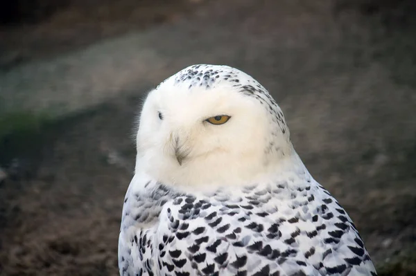 雪のフクロウ白い鳥の羽 — ストック写真