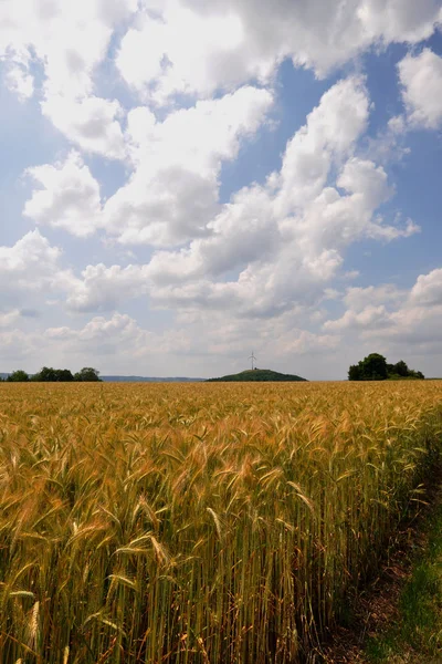 夏の畑や農業 — ストック写真