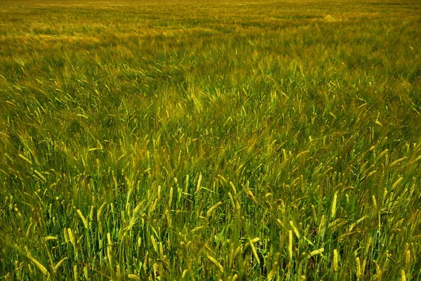 Vista Campo Milho Conceito Agricultura — Fotografia de Stock