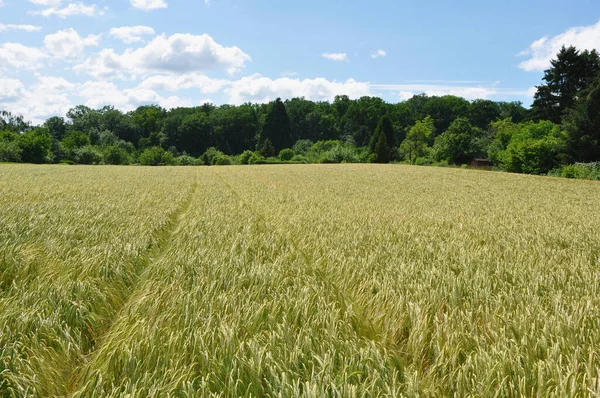 Campi Estate Agricoltura — Foto Stock