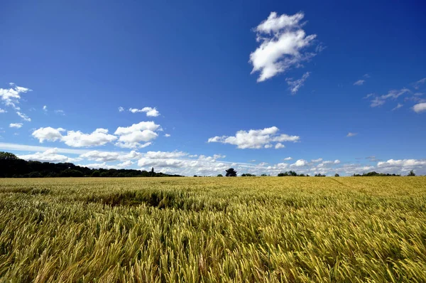 Campos Verano Agricultura — Foto de Stock