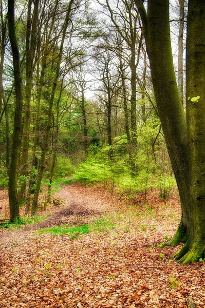 Beau Paysage Forêt — Photo