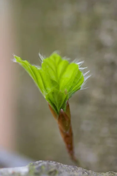 美しい植物画 自然壁紙 — ストック写真