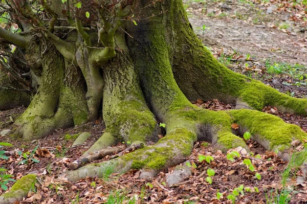 Vacker Utsikt Över Naturen Landskap — Stockfoto