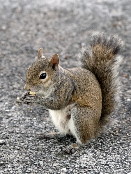 Squirrel Animal Rodent Mammal — Stock Photo, Image