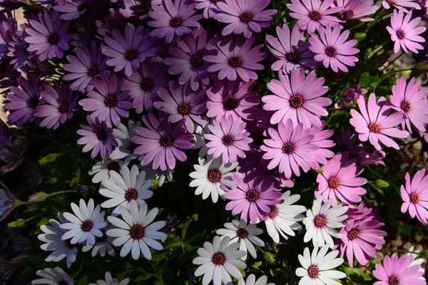 Färgglada Blommor Växer Utomhus — Stockfoto