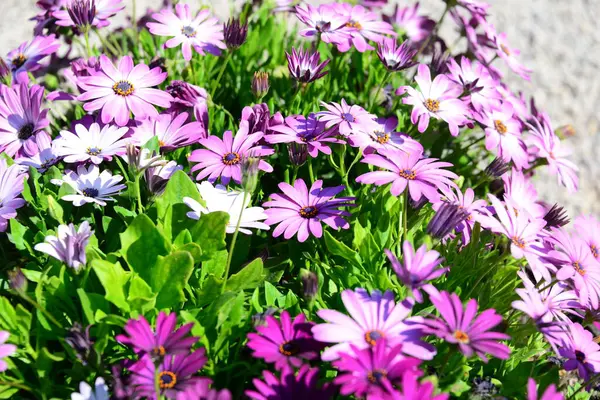 Margarita Blommor Vilda Arkiverade Flora — Stockfoto