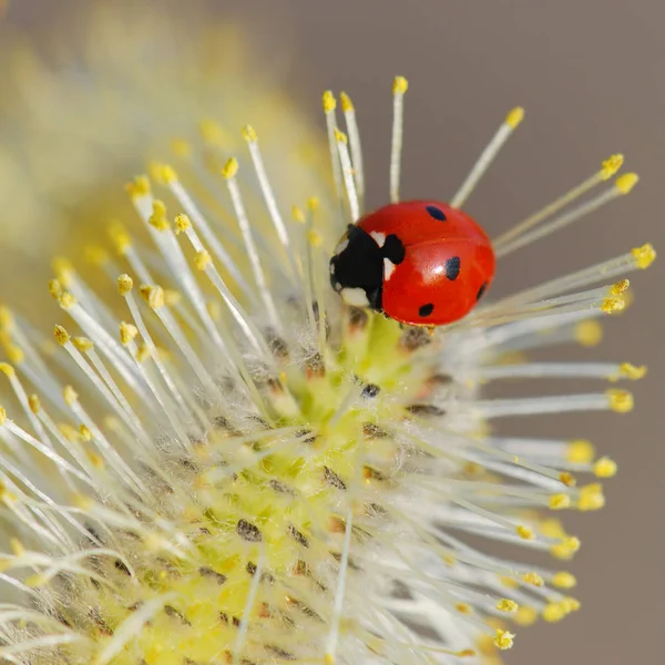 Vista Cerca Del Pequeño Insecto Mariquita — Foto de Stock