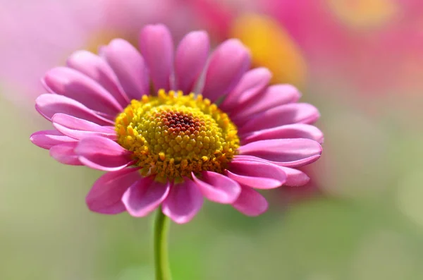 Margherita Bella Immagine Fiori — Foto Stock