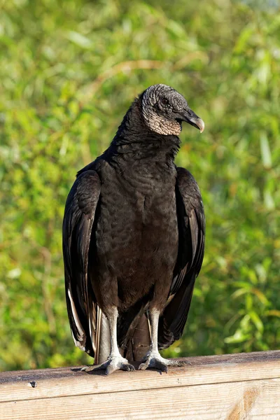 Vue Panoramique Bel Oiseau Nature — Photo