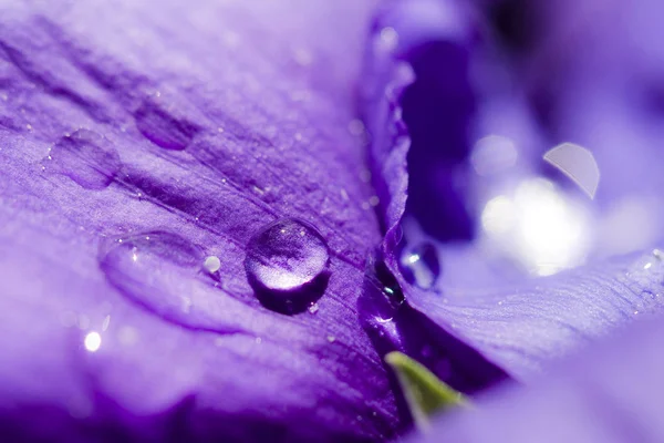 Närbild Våren Blommor Utomhus — Stockfoto