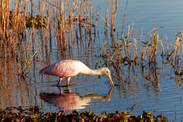 Vista Panorâmica Belo Pássaro Spoonbill — Fotografia de Stock