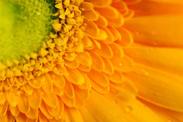 Жовта Квітка Гербери Крупним Планом Краплями Води Пелюстках Макро Фотографія — стокове фото