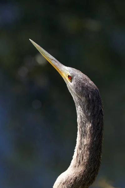 Aussichtsreiche Aussicht Auf Schöne Vögel Der Natur — Stockfoto