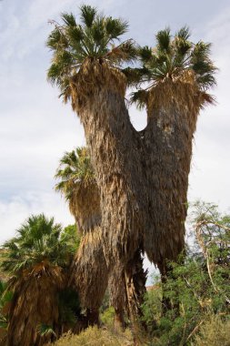 Palms at Cottonwood Springs in Joshua Tree National Park in California in the USA clipart
