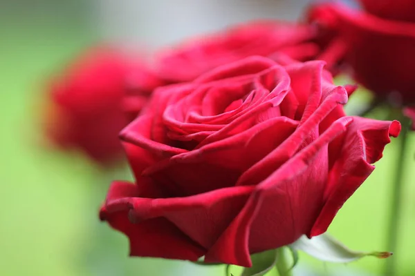 Beleza Pétalas Rosa Vermelha Flora Romântica — Fotografia de Stock