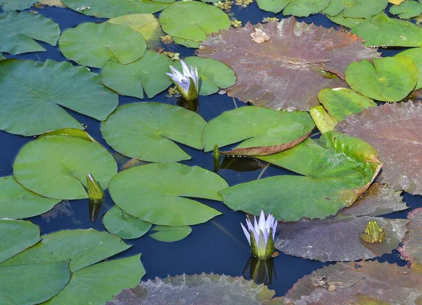 Waterlily Lagoa Pétalas Flores Lótus — Fotografia de Stock