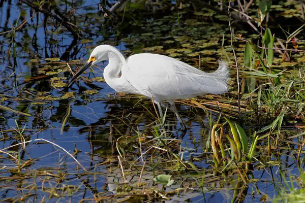 Vogelthema Malerischer Schuss — Stockfoto