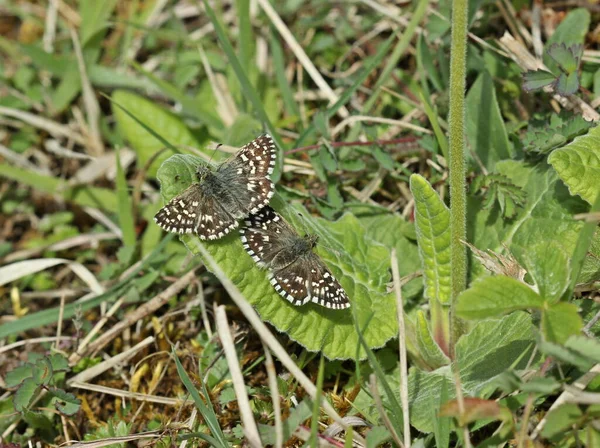 野生の自然界での虫の接近 — ストック写真