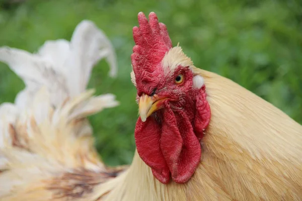 Schilderachtig Uitzicht Prachtige Vogel Natuur — Stockfoto