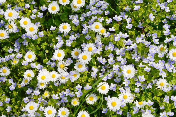 野生の花で春の静かな草原 — ストック写真