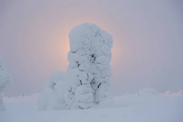 Zasněžené Borové Přední Světlomety Kittila Finland — Stock fotografie