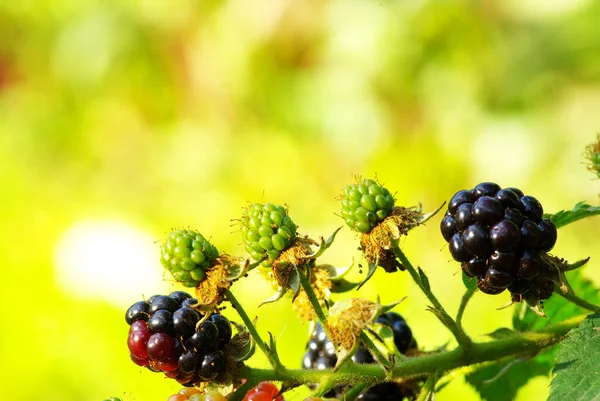 Ripening Blackberries Garden — Stock Photo, Image