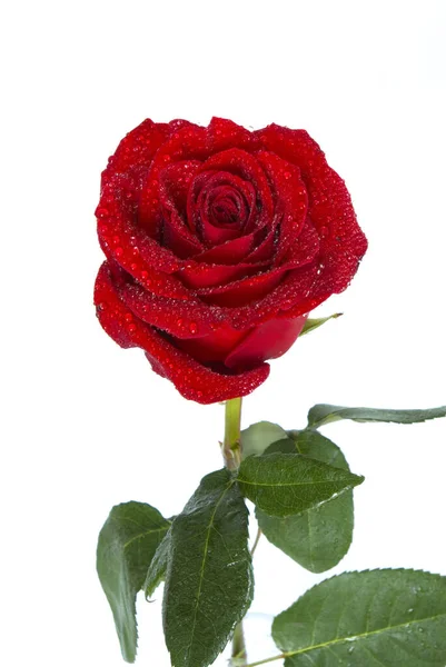 Hermosa Flor Rosa Roja Sobre Fondo Blanco — Foto de Stock